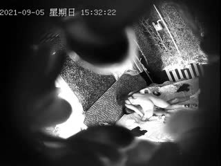 【甄选酒店 9月5日极速流出】稀有绿叶房 披肩漂亮女友喜欢骑乘做爱 两操两炮 女上骑乘自己动 真会玩